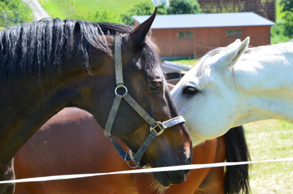 Hotel Horse Riding - Jezdecky Areal Trsice Екстер'єр фото