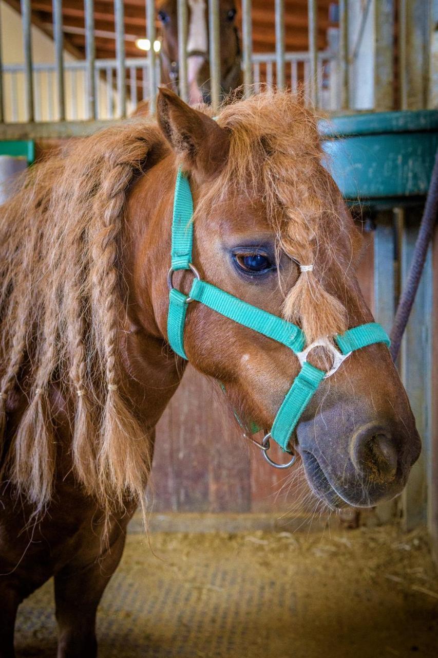 Hotel Horse Riding - Jezdecky Areal Trsice Екстер'єр фото